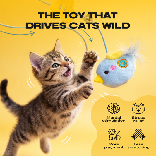 BUNGEE™ PREMIUM ELASTIC CAT TOY